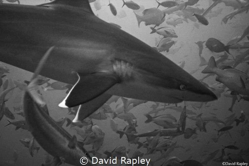 Silvertip shark overhead at a depth of 18m. One of my fir... by David Rapley 