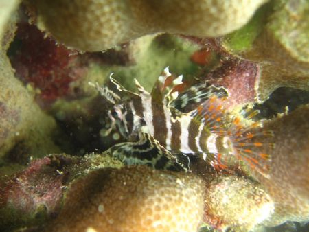 This Lion fish/ Turkey fish was only about an inch and 1/... by Chris Lawford 
