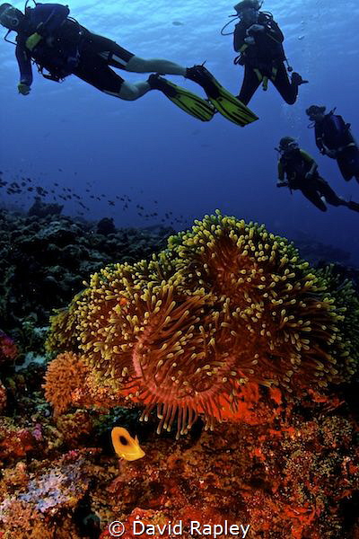 An opportunity to take a second to see the buddy system i... by David Rapley 