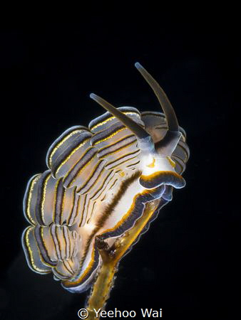 Donut nudibranch (Doto greenamyeri) 
Tulamben, Bali by Yeehoo Wai 