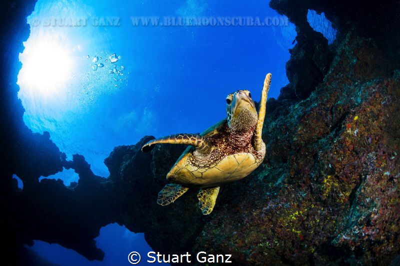 Hawaiian Honu by Stuart Ganz 