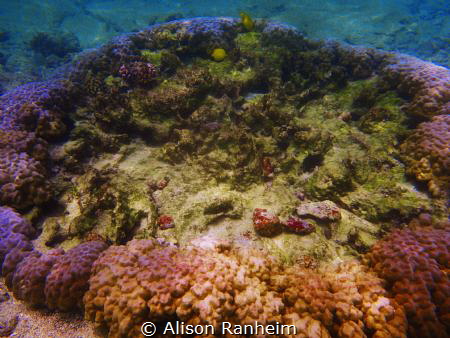 Kahaluu Bay, Kona, Hawaii by Alison Ranheim 