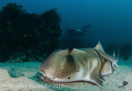 Sydney Winter diving can be a bit chilly at time but ther... by Bradley Kerslake 