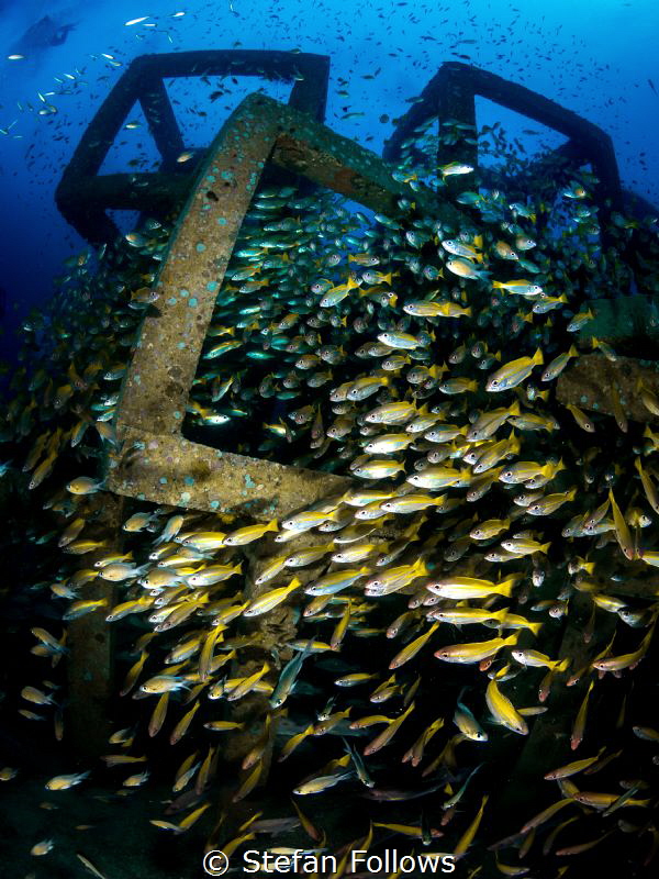 The Tower. Big Eye Snapper - Lutjanus lutjanus. Sail Rock... by Stefan Follows 