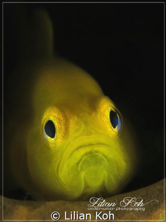 M E L A N C H O L Y
Lemon Goby by Lilian Koh 