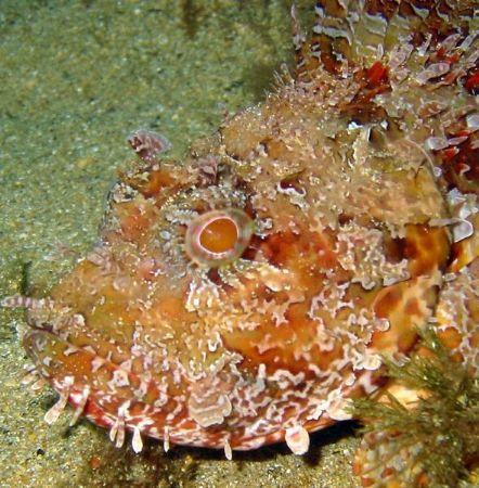Rock Fish just waiting for it's prey. by Christopher Cocks 