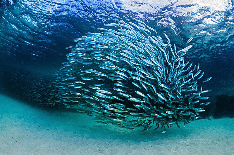 ~ Welcome Party ~ by Geo Cloete 