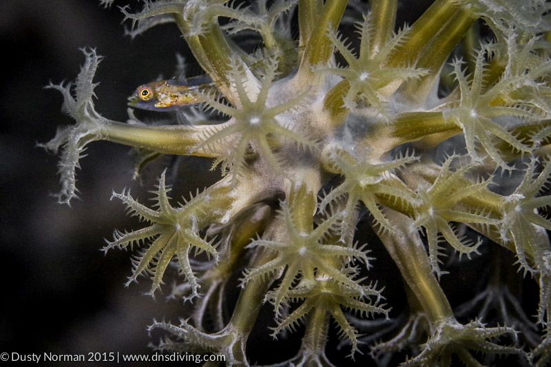 "Fish in the Flowers" 
A Triple Fin Blenny in a very det... by Dusty Norman 