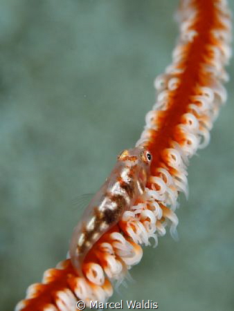 Goby on Whip Coral (Whip Coral Dwarf Goby)
This little G... by Marcel Waldis 