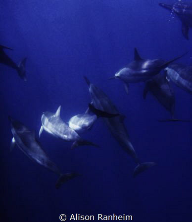 Come back dolphin friends! by Alison Ranheim 