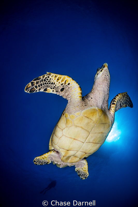 "Dancing Turtle"
The Hawksbill literally swam up and sto... by Chase Darnell 