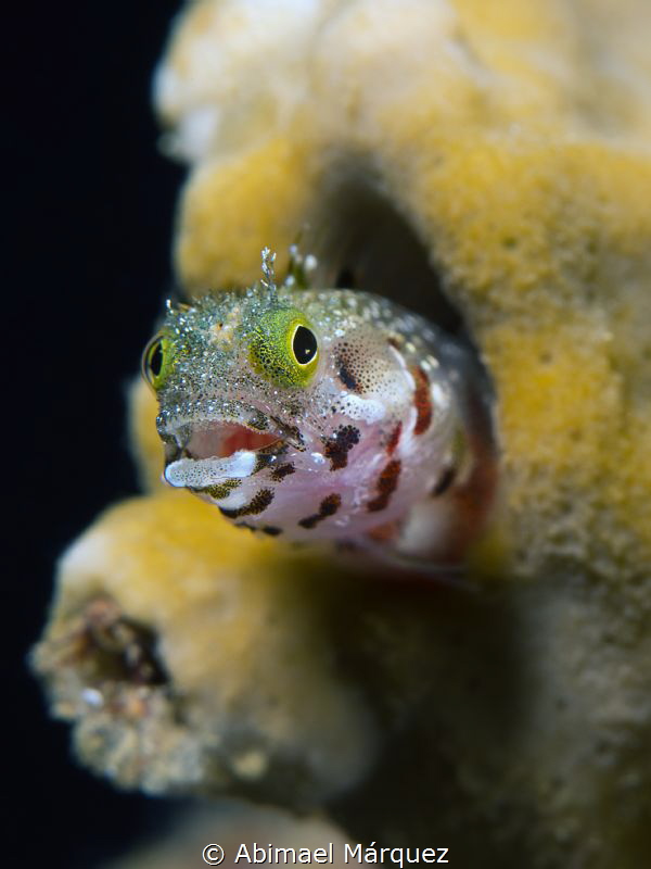 Smiling Blenny by Abimael Márquez 