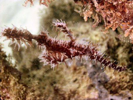 This Ornate Ghost Pipefish was literally at the base of o... by Steve Wurfel 
