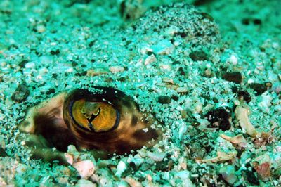 Flounder peeking from under the sandy rocks, taken with a... by Martin Van Gestel 