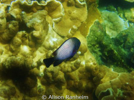 Kopoho Tidepools, Hawaii by Alison Ranheim 