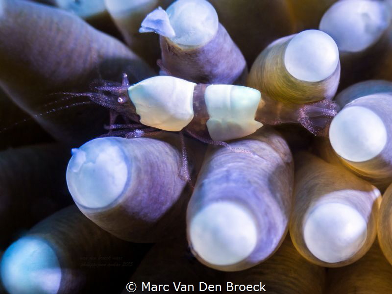 colors by Marc Van Den Broeck 