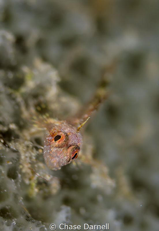 "Curious"
These aren't always the most cooperative subje... by Chase Darnell 
