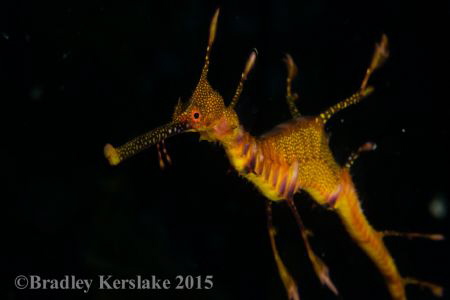 Weedy sea dragon. Jervis Bay 
Nikon D7100 macro 60mm nau... by Bradley Kerslake 