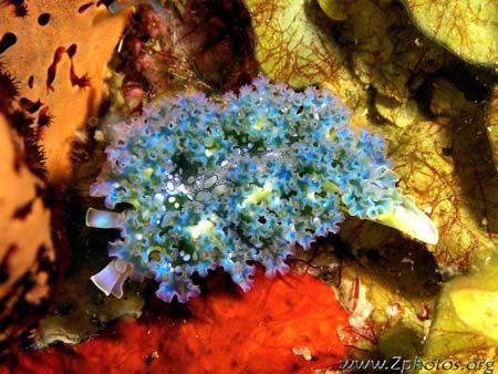 This lettuce sea slug was about the size of my thumb. A b... by Zaid Fadul 