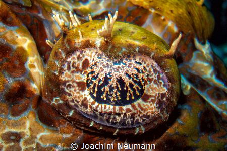 Eye of a crocodile fish by Joachim Neumann 