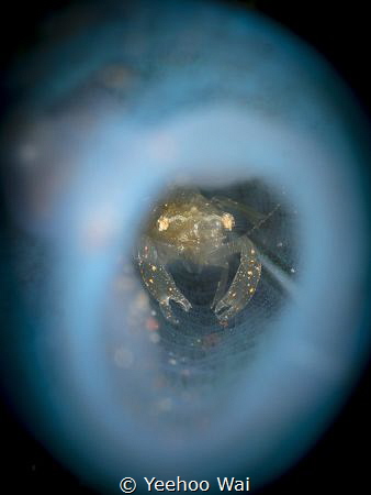 A tiny shrimp in blue tunicate
Tulamben, Bali by Yeehoo Wai 