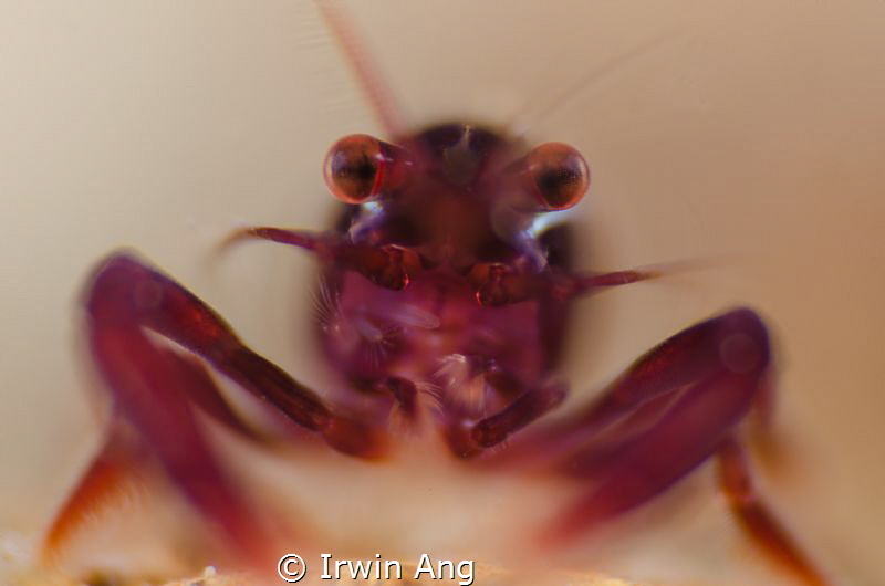 B O K E H 
Purple Shrimp (Periclimenes)
Anilao, Philipp... by Irwin Ang 