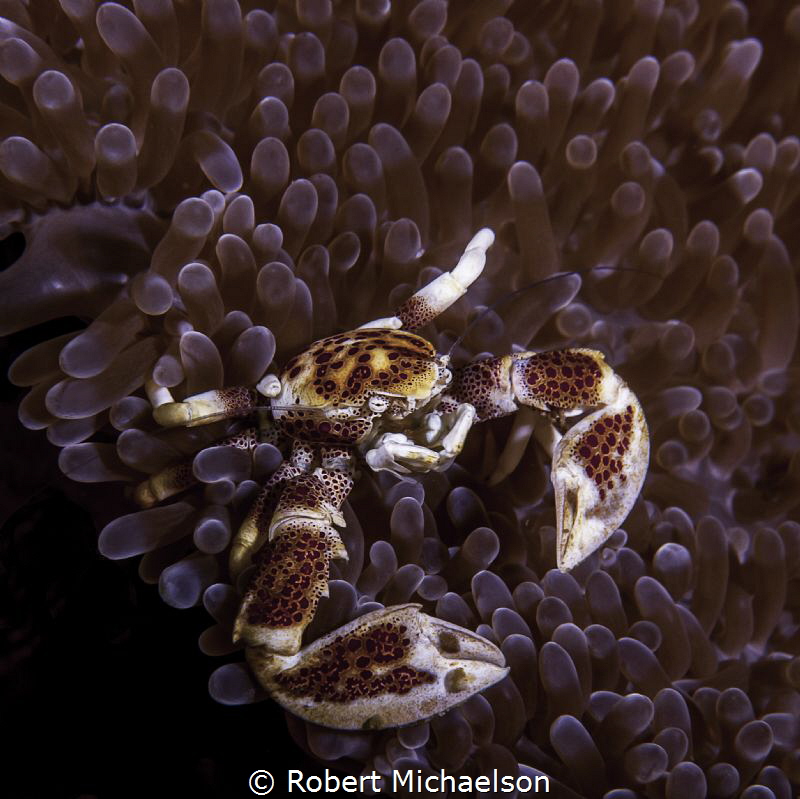 Nikon D90, 85 macro by Robert Michaelson 