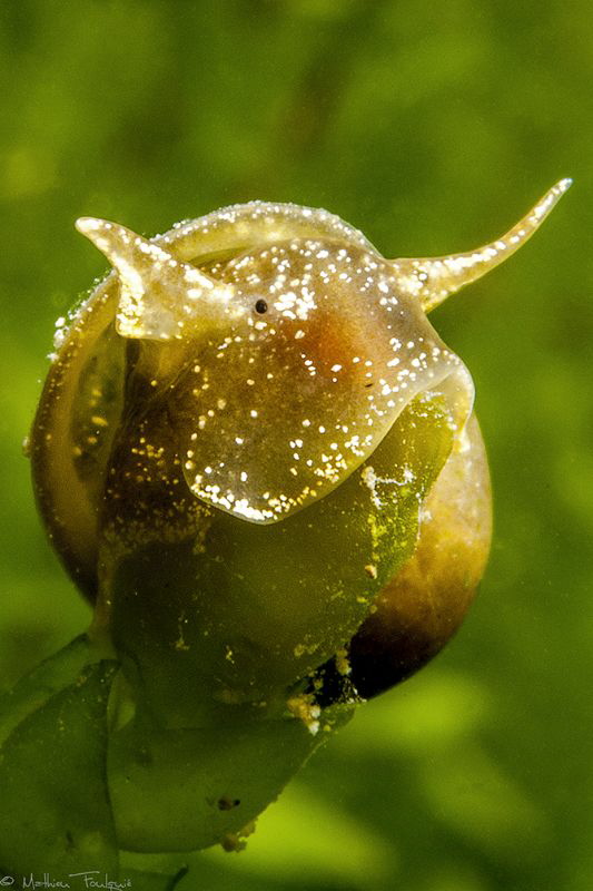 freshwater snail by Mathieu Foulquié 