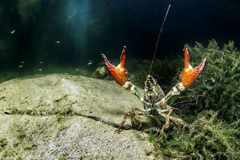 crayfish (Hérault, France) by Mathieu Foulquié 