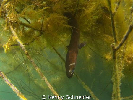 European Eel waiting for food by Kenny Schneider 