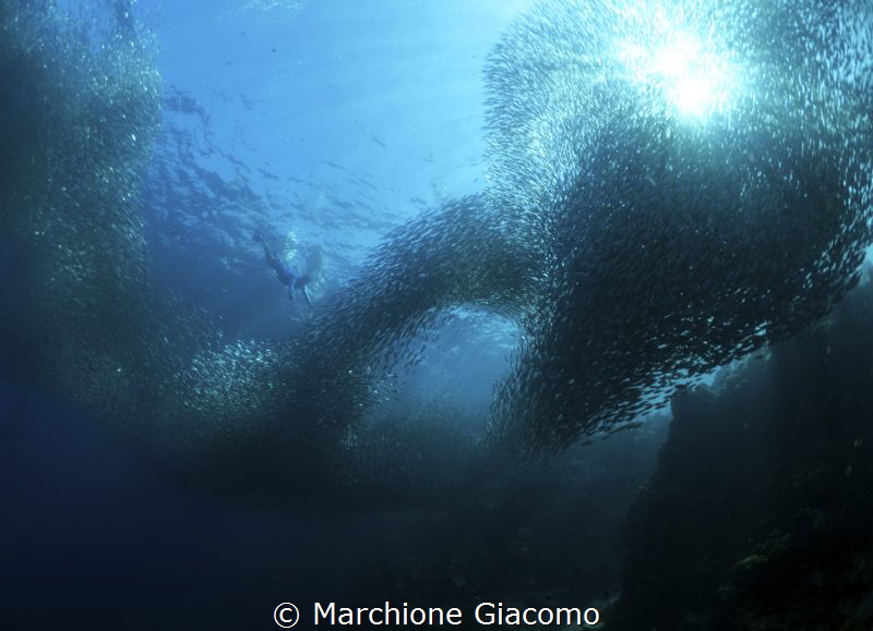 Sardines. Moal Boal . Philippines.
Nikon D800E , Seacam ... by Marchione Giacomo 
