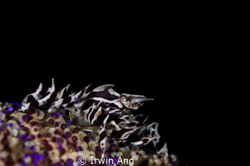 B L A C K - N I N J A
Zebra crab (Zebrida)
Anilao, Phil... by Irwin Ang 
