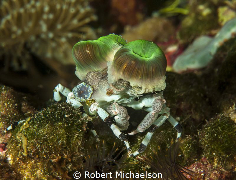 Could use some help with identification of this crab, tha... by Robert Michaelson 