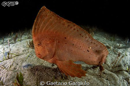 Red Indian fish surprised on the bare sand (night dive) by Gaetano Gargiulo 