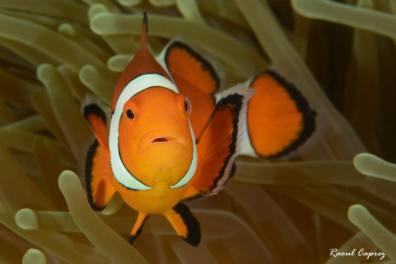 Face to face by Raoul Caprez 