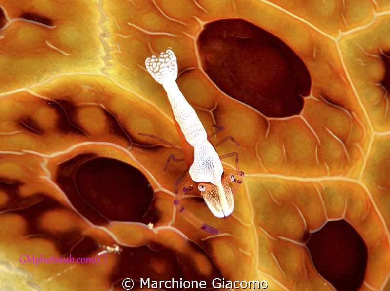 Periclimes imperator on nudibranche
Nikon D800E , 105 ma... by Marchione Giacomo 