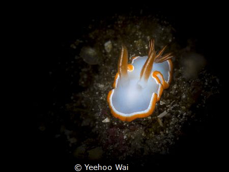 Ardeadoris averni
Tulamben, Bali by Yeehoo Wai 