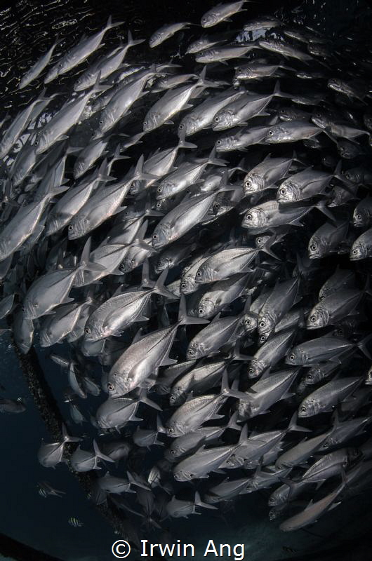 S C H O O L - I N G
Jack fish (Caranx lugubris)
Matakin... by Irwin Ang 