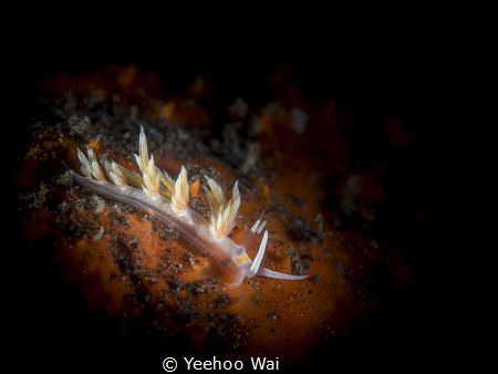 Cratena lineata
Tulamben, Bali by Yeehoo Wai 
