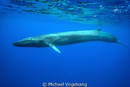 fin whale (Balaenoptera physalus)
This photo has been ma... by Michael Vogelsang 