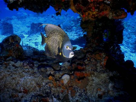 This photo was taken in Cozumel in Dec of 2005, there wer... by Steven Anderson 