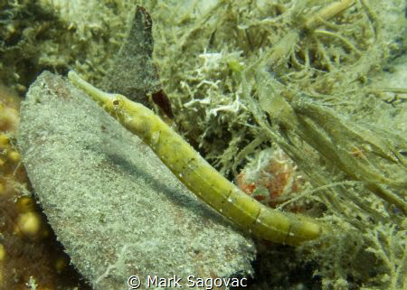 Green Pipefish Blue Heron Bridge by Mark Sagovac 