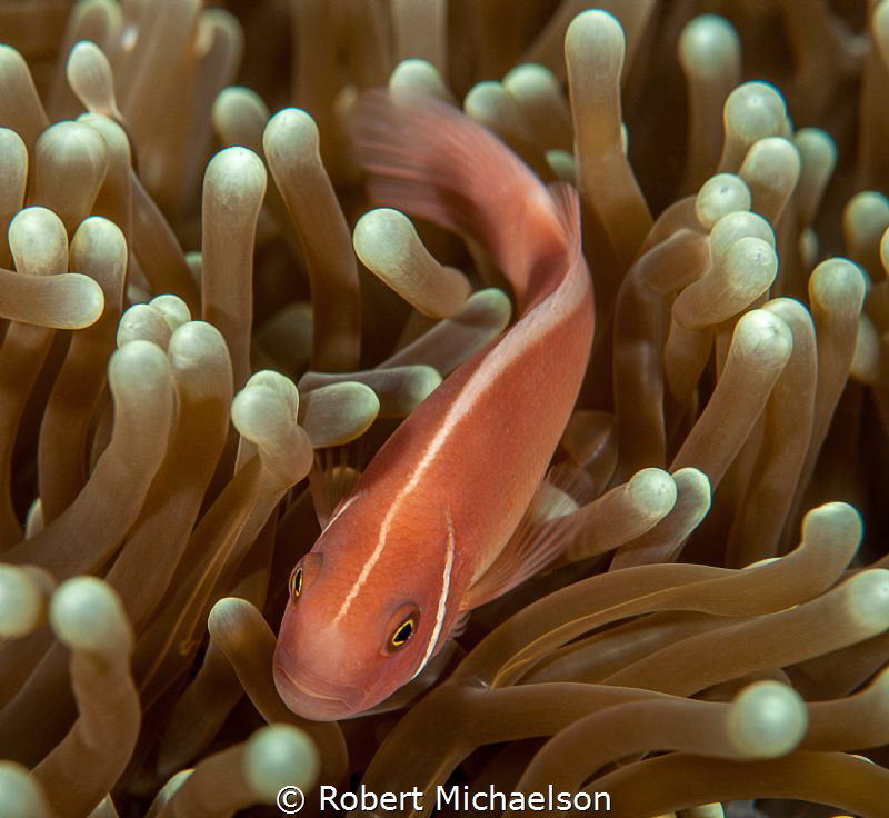 Pink Anemone. Nikon D90 Dual Strobes by Robert Michaelson 