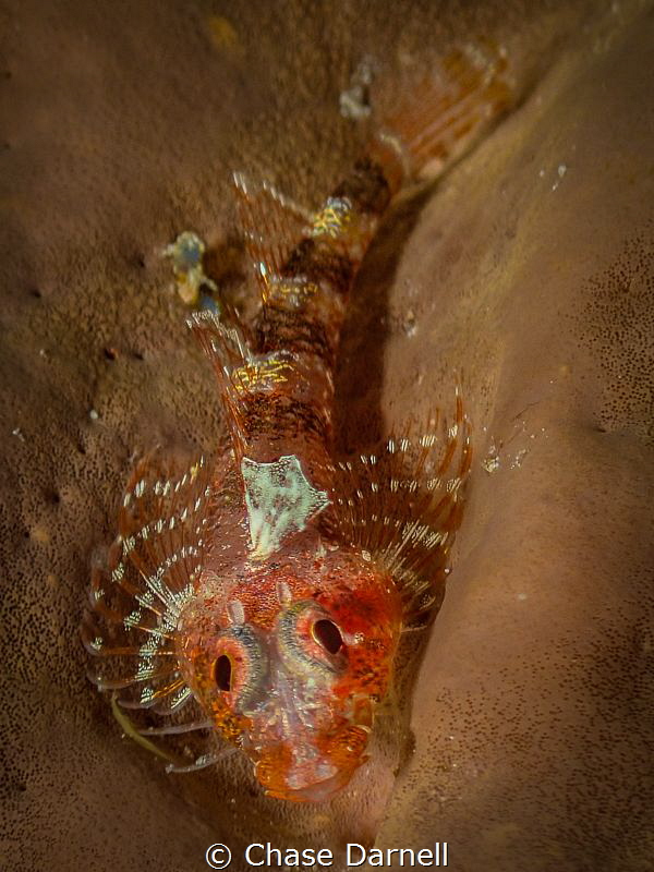 "Colorful Moments"
A large Triple Fin Blenny. I generall... by Chase Darnell 