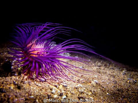 Purple by Marc Van Den Broeck 