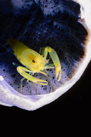 "The sentinel"
Nikonos RS-50mm Macro-2 strobes SB105 by Carlo Depaulis 