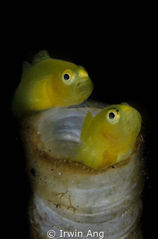 Y E L L O W 
Yellow clown goby with eggs (Gobiodon okina... by Irwin Ang 
