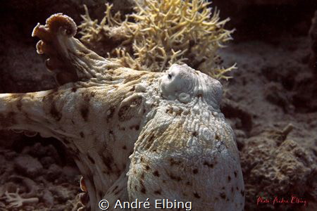 Octopus changing his colour into white by André Elbing 