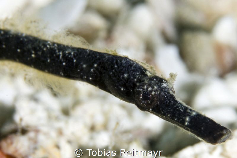 Double-ended pipefish, Koh Haa by Tobias Reitmayr 