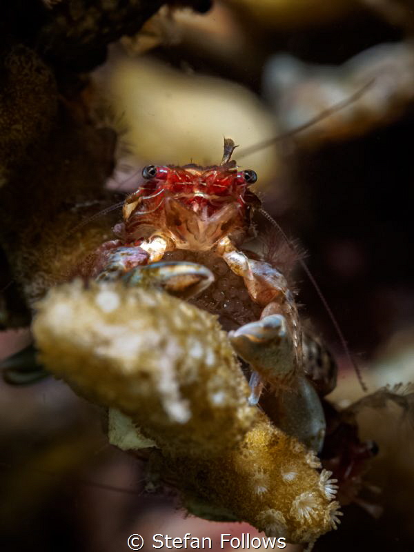 Crabbikins. Porcelain Crab - Porcellanidae sp. Mae Haad, ... by Stefan Follows 